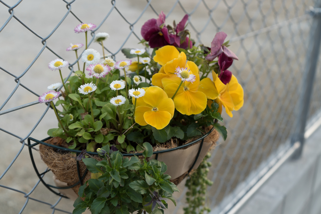 道端を飾る花壇