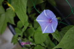 紫陽花