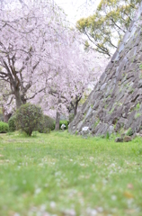 城壁と散る桜
