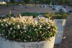 朝日を浴びる花壇の花