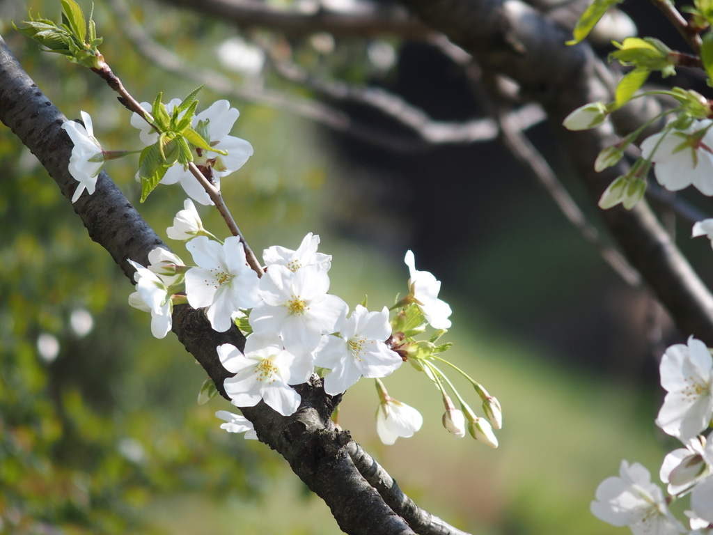 桜