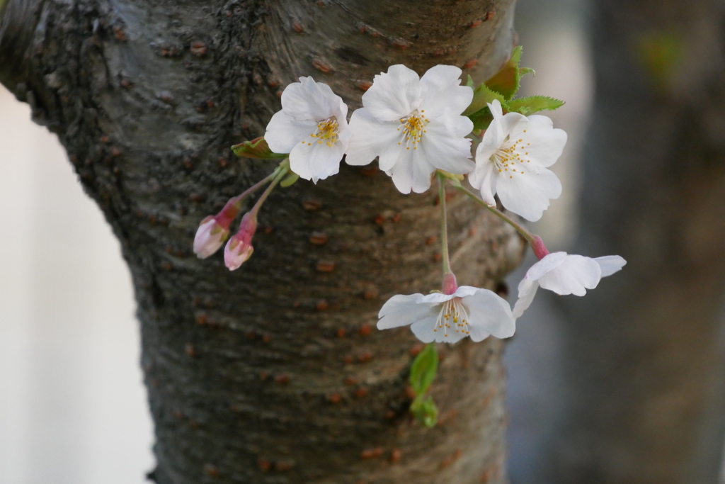 桜