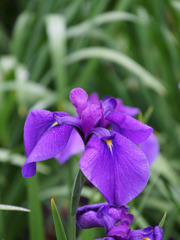 花菖蒲