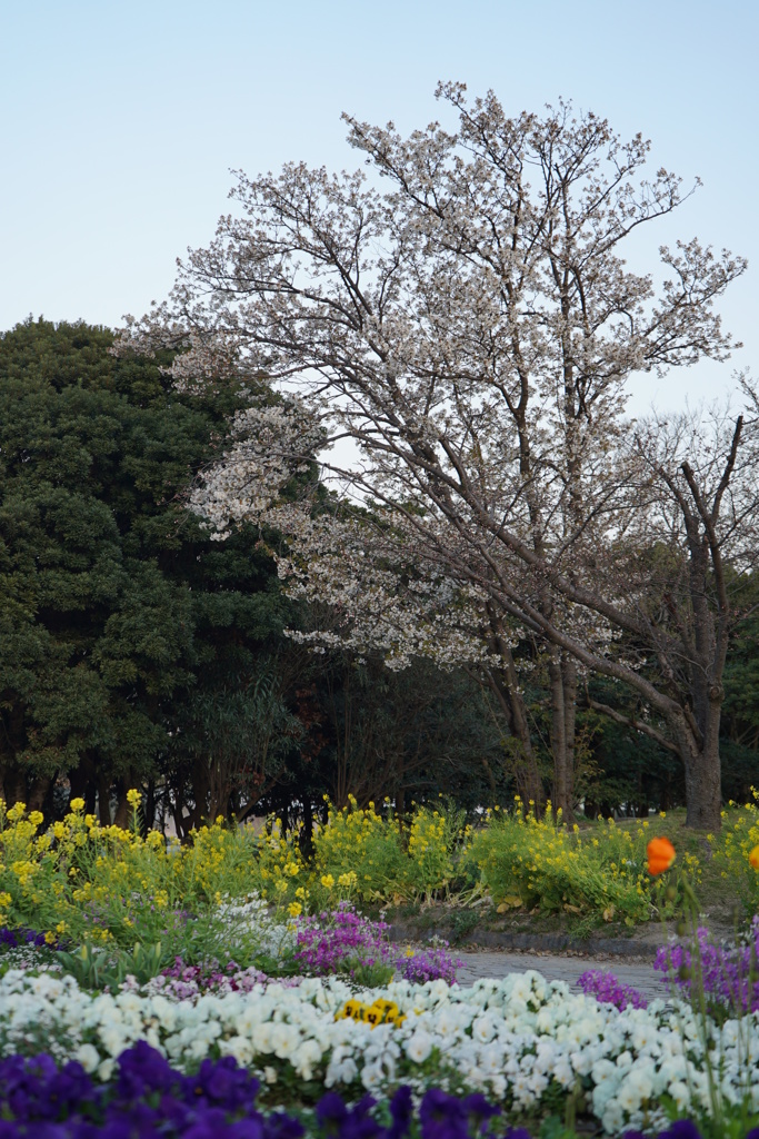 舞鶴公園　桜