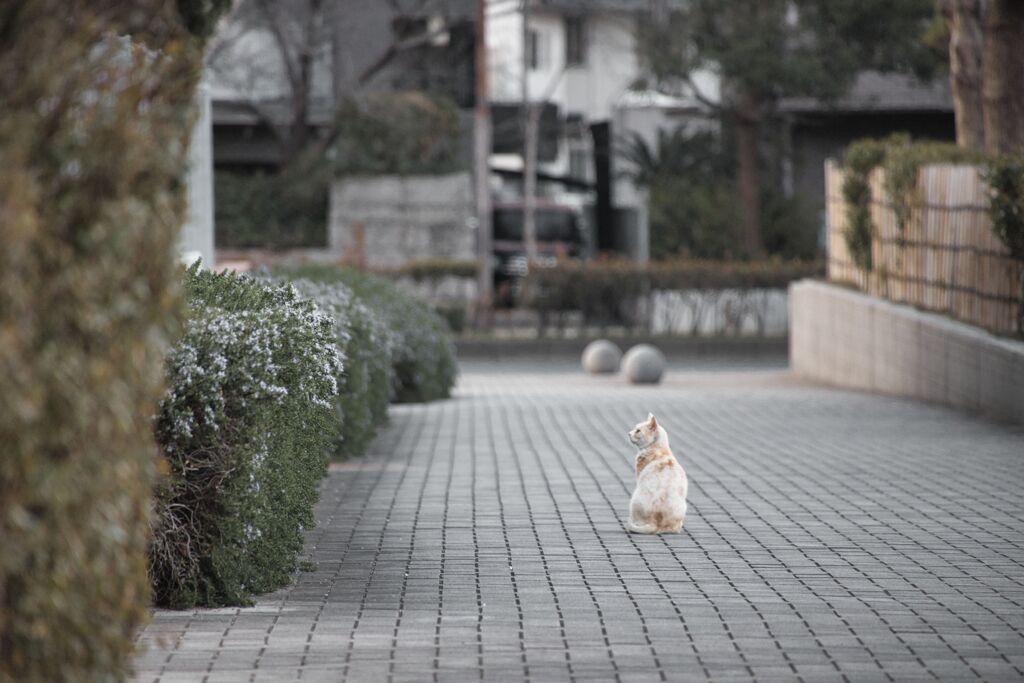 野良猫さん写真 one