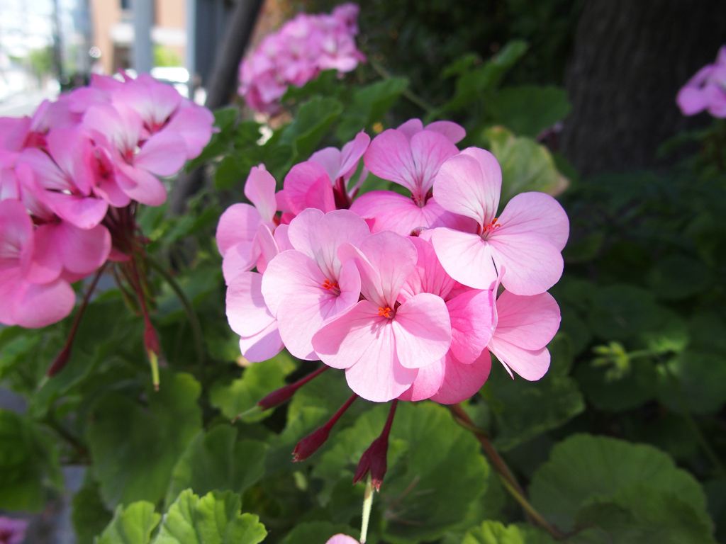 道端　花壇（１）