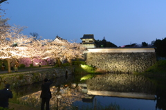 ライトアップ　城跡と桜（２）