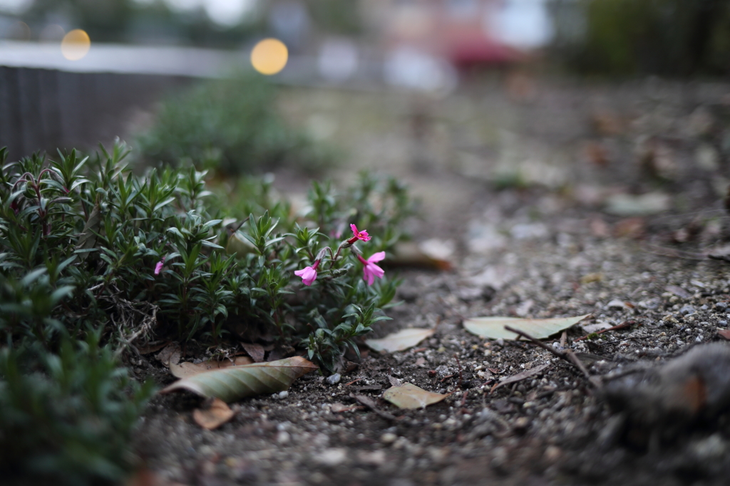 散歩道の野草（紫）