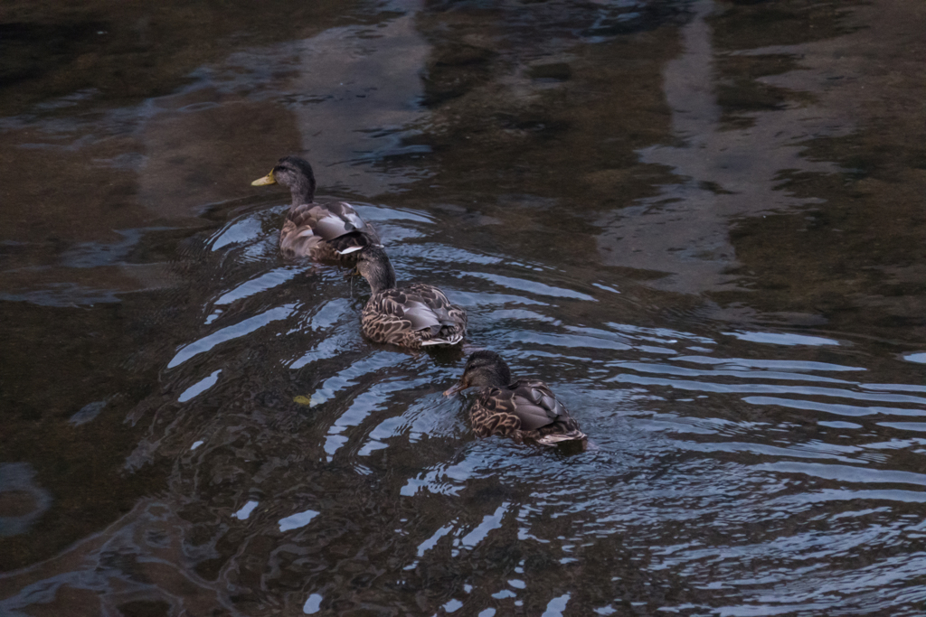 duck