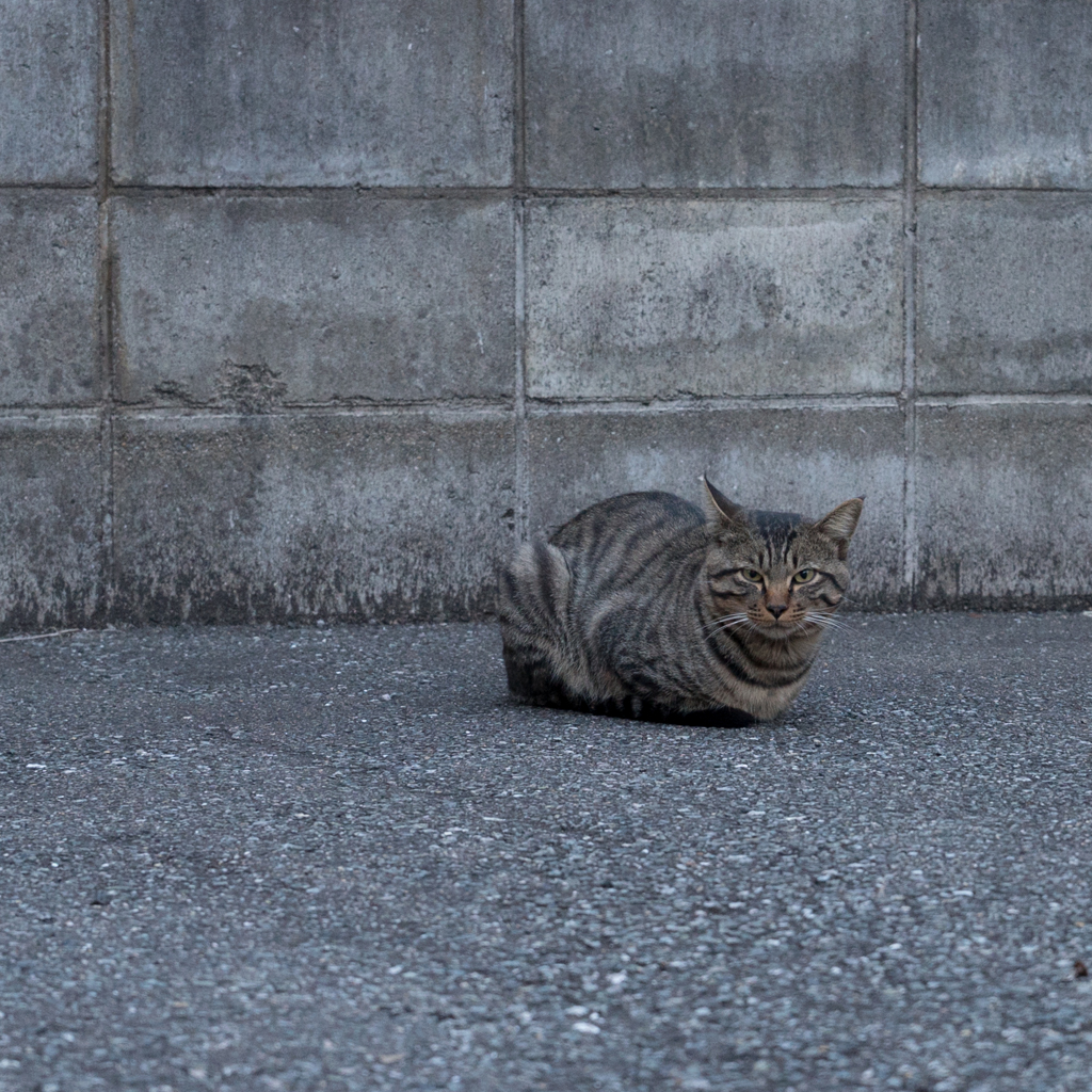 ねこ　はつけん♪