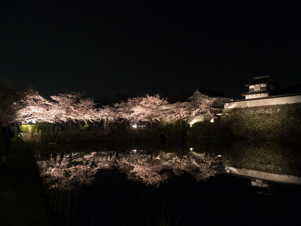 夜桜2