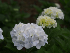 紫陽花(1) 紫陽花(1)