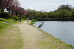 花よりエサ