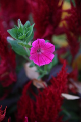 紅一点