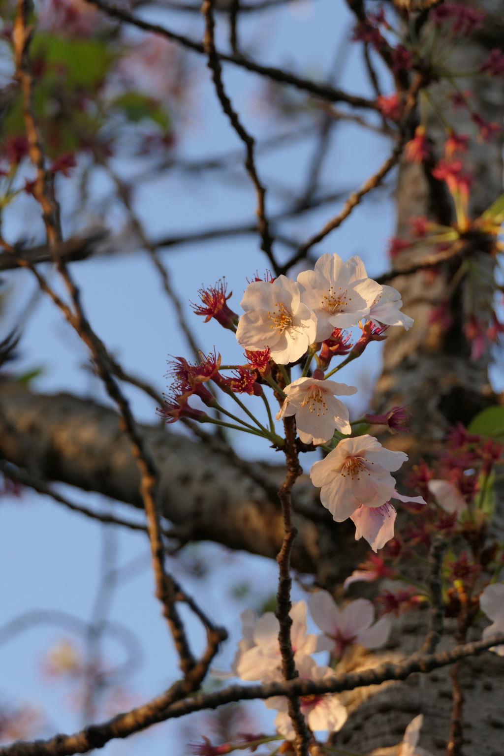 桜