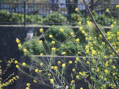 川辺の菜の花