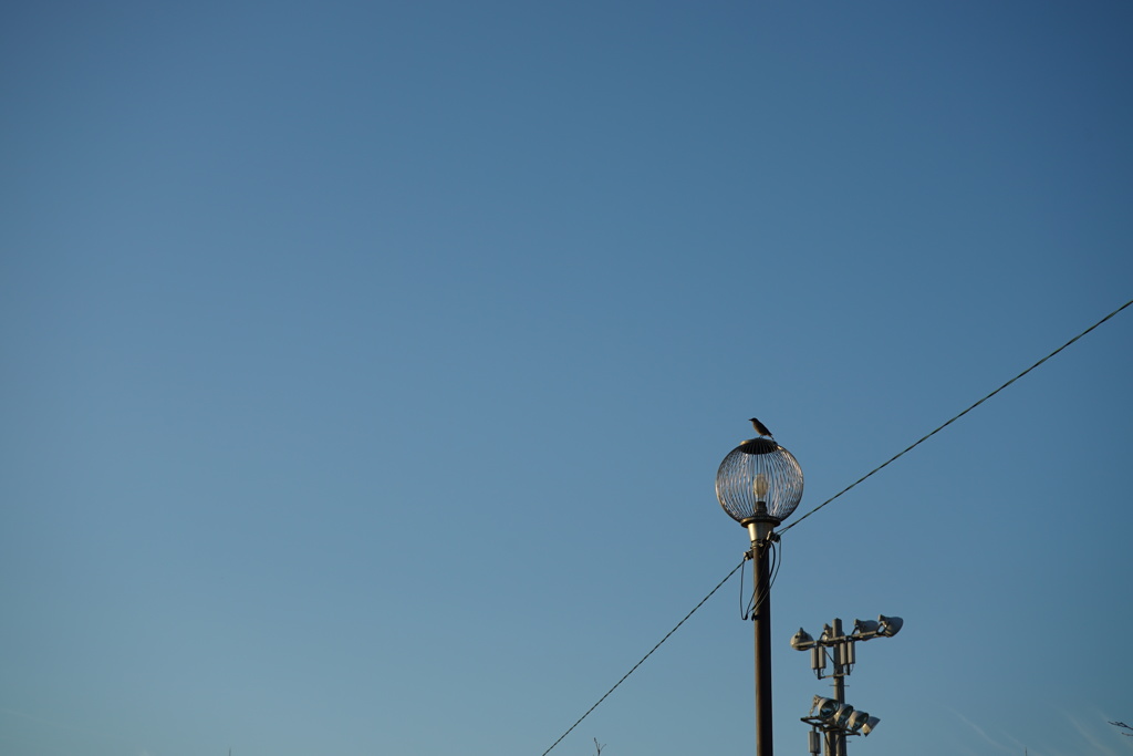 トリと街灯