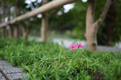 小さな花