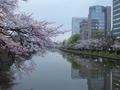 お堀の桜満開