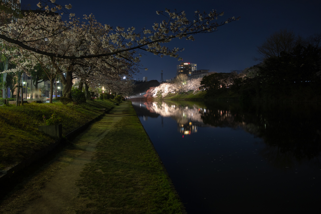 夜桜ライトアップ