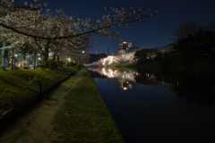 夜桜ライトアップ