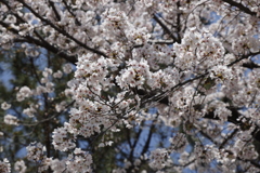2021年　満開の桜（３）