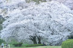 大きな桜の木