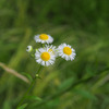 野草