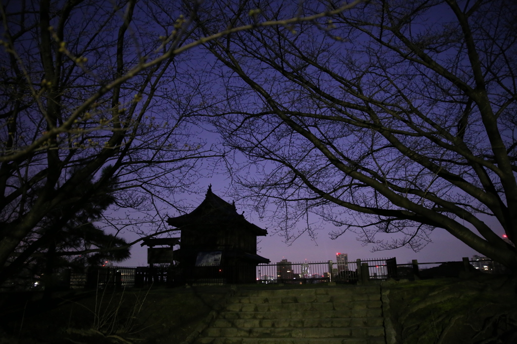 桜の木