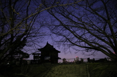 桜の木