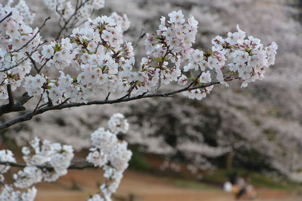 のんびり花見