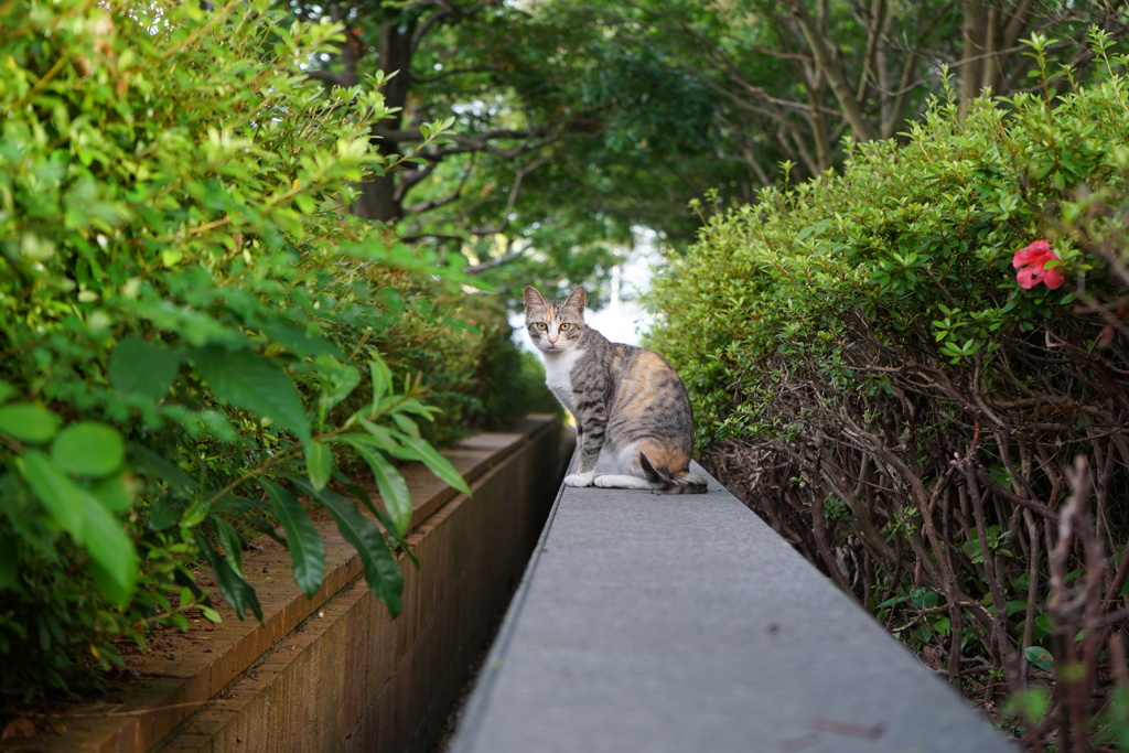 きっちりしたノラ猫さん１