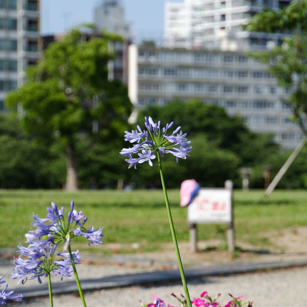 花と公園