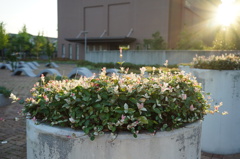 続・朝日を浴びる花壇の花