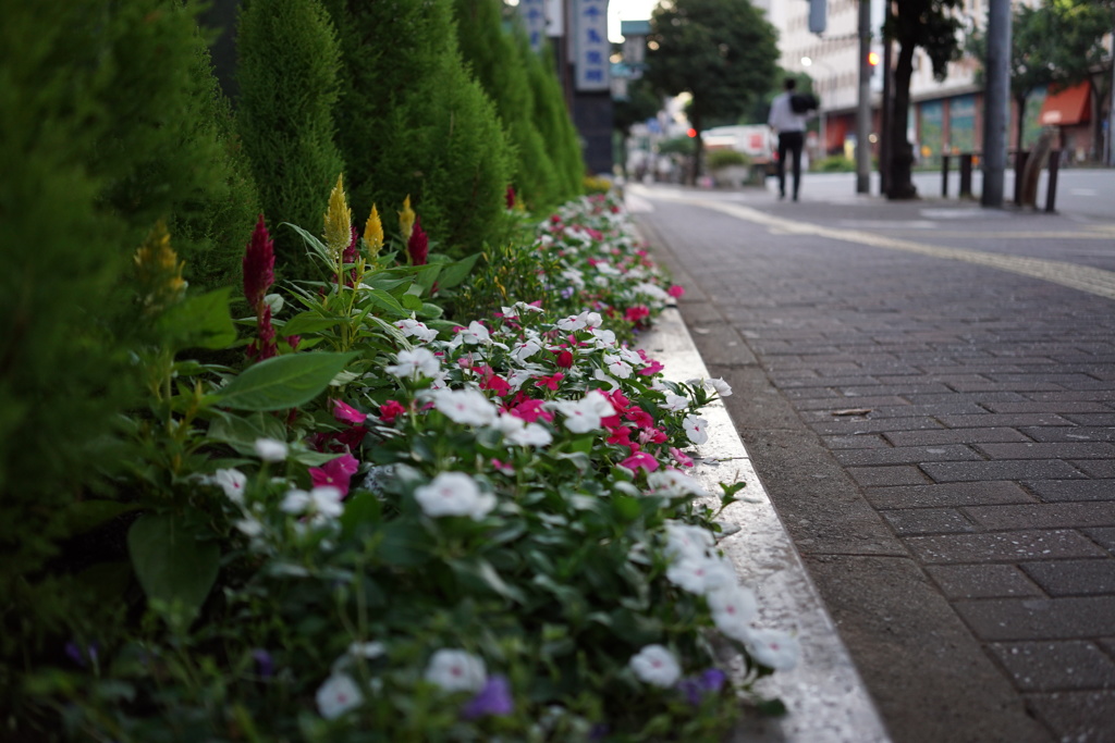 路地の花壇