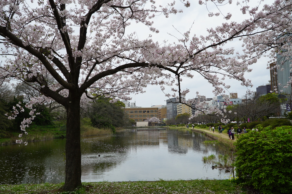 舞鶴公園 昼の部 写真3