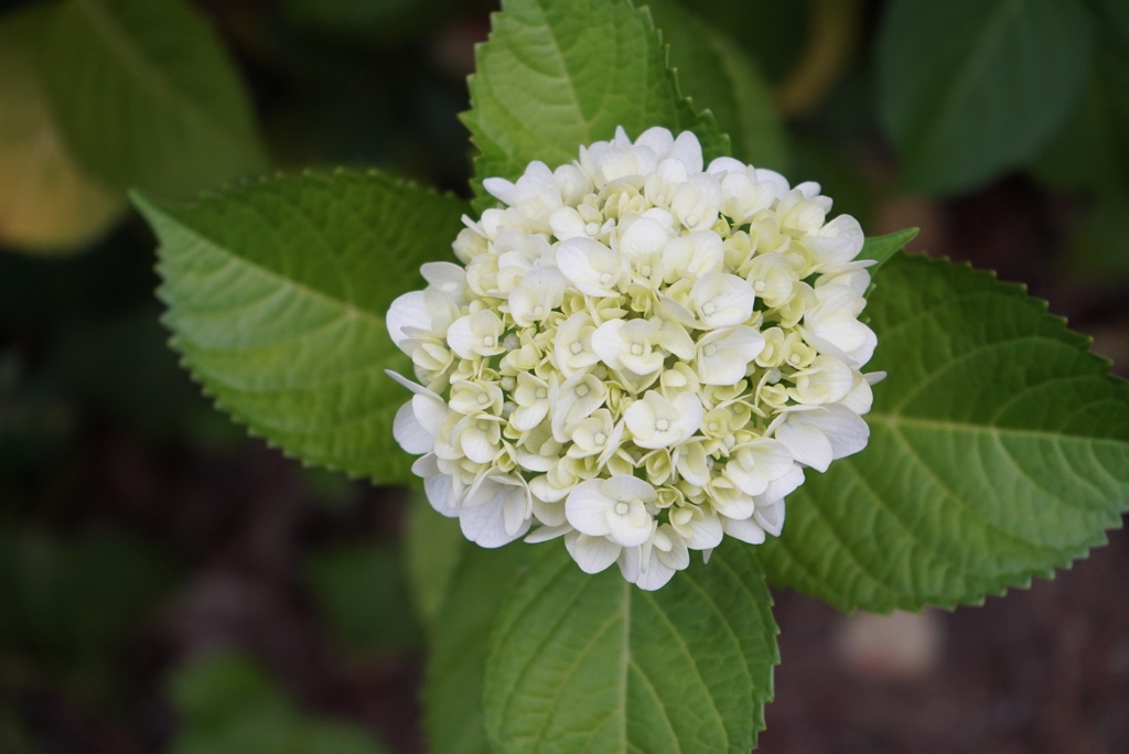 紫陽花（アジサイ）
