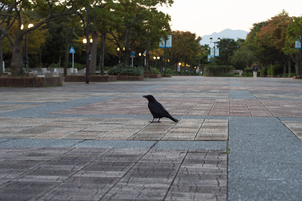 散歩中のカラスさん