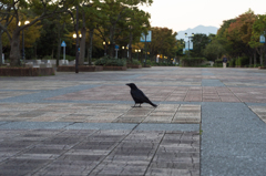 散歩中のカラスさん