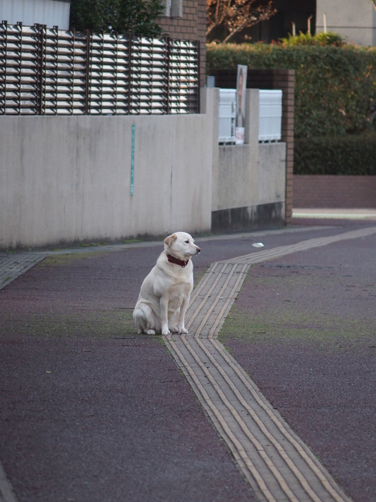 主人の帰りを待つ犬