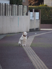 主人の帰りを待つ犬