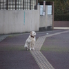 主人の帰りを待つ犬
