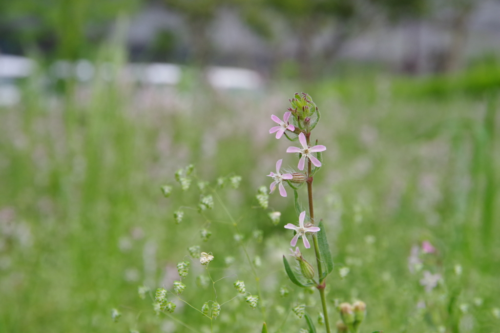 野花１　（camera test）