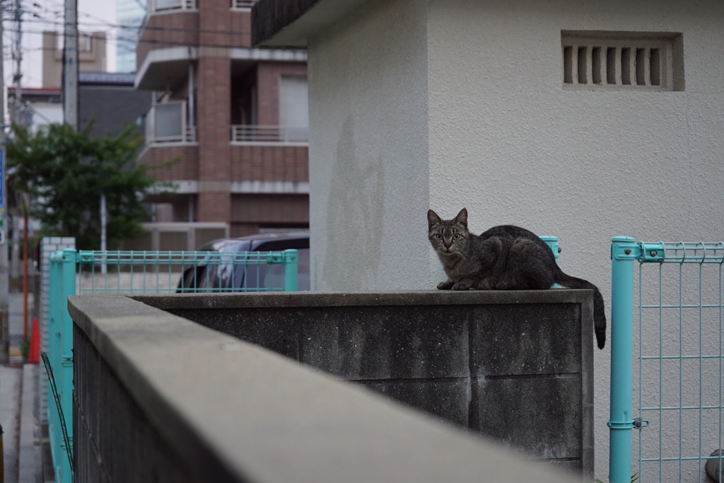 ノラ小猫さん