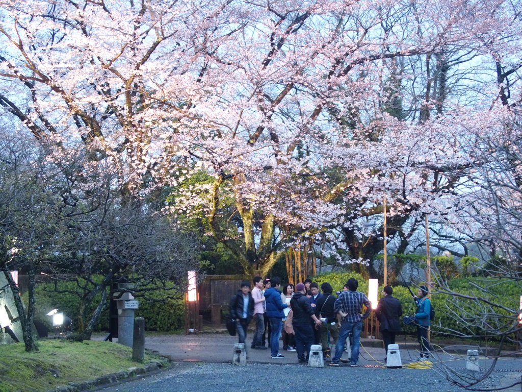 花見の敵クルー