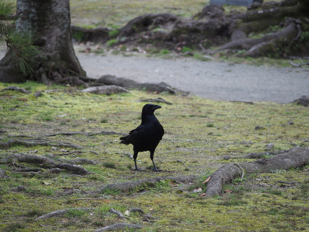 カラスの散歩