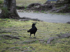 カラスの散歩