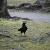 カラスの散歩