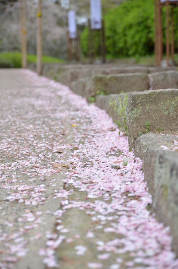 坂に散る桜