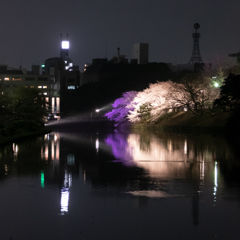 夜桜
